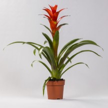Guzmania Voila 12 cm - 1 Adet!