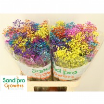 Gyps Klb H% RENKLİ CİPSO İTHAL 1 DEMET 25 DAL