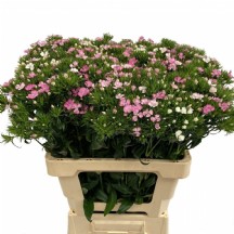 HÜSNÜ YUSUF PEMBE 1 DEMET 20 DAL!!!