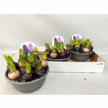 Hyacinthus Gem 3 Kl Sümbül Saksı Çiçeği  - 1 Adet