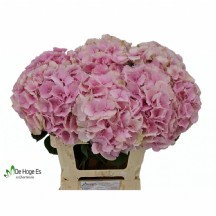 Hydr M Ch Verena 1 demet 5 dal!!!