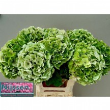 Hydr M Ch Verena Cl yeşil 1 demet 5 dal!!! 80cm