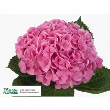 Hydr M Ch Whi Verena 60 cm - 1 Demet 5 Dal!