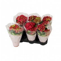 Hydr M Hı Fıre ORTANCA SAKSI 14 LÜK SAKSI