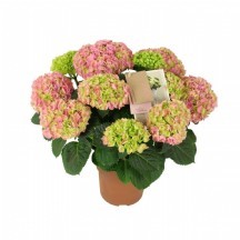 Hydr M Hı Ocean ORTANCA SAKSI İTHAL 14 LÜK SAKSI