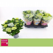 Hydr M Hı Rıver İTHAL SAKSI ORTANCA 14 LÜK SAKSI 