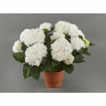 Hydr M Hı Whıte Sun ORTANCA SAKSI İTHAL 14 LÜK SAKSI