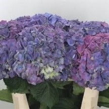 Hydr M My Rıvıera  1 demet 5 dal!!!