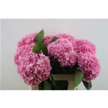 Hydr M Paradıse ortanca kesme ithal 1 demet 5 dal!!!