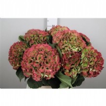 Hydr M Roy Grande Cl 1DEMET 5 DAL!!!