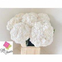 HYDRANGEA M ROYAL HIGHNES 50cm 1 DEMET 5 DAL!!!