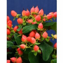 hyp mag pumpkin 1 demet 25 dal!!!