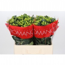 hypericum lucky romance 1 demet 25 dal!!!