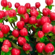 Hypericum Mag Gem 40 cm - 1 Demet 25 Dal!