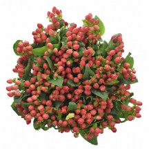 Hypericum Mag Trıumph 60cm - 1 Demet 25 Dal!