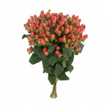 Hypericum Magical Roy Princess 70 cm - 1 Demet 25 Dal!