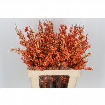 Ilex Ve Oudıj Orange turuncu 50 cm 1 demet 10 dal