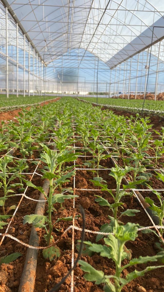 6 ve 8 gözlü çiçek destek filesi