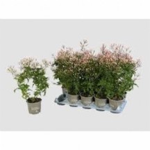 Jasm Polyanthum Wıt yasemin ithal saksı 12 lik saksı