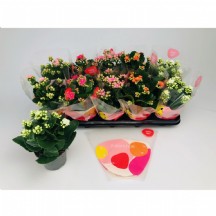 Kalanchoe Renkli İthal 12 cm Saksılı - 1 Adet!