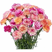 Karanfil Çift Renk - 1 Demet 20 Dal!