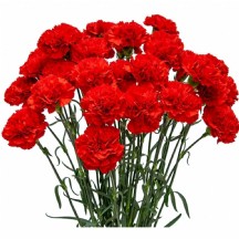 Karanfil kırmızı - 1 Demet 20 Dal!