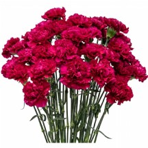 Karanfil Mor - 1 Demet 20 Dal!