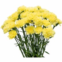 Karanfil Sarı - 1 Demet 20 Dal!
