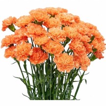 Karanfil Turuncu - 1 Demet 20 Dal!