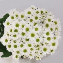 Krizantem BEYAZ 1 DEMET 10 DAL!!!