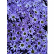 KRİZANTEM BOYALI 1 DEMET 10 DAL!!! MİLKA MOR