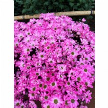 KRİZANTEM BOYALI 1 DEMET 10 DAL!!! PEMBE