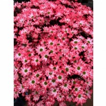 KRİZANTEM BOYALI 1 DEMET 10 DAL!!!  TURUNCU