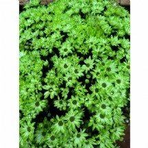 KRİZANTEM BOYALI 1 DEMET 10 DAL!!! YEŞİL