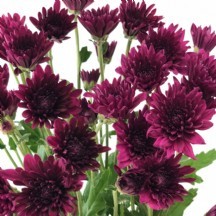 Krizantem Purple True 1 DEMET 5 DAL!!!