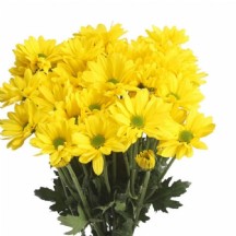 Krizantem - SARI - 1 DEMET 5 DAL!