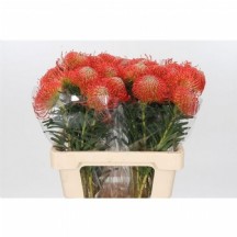 Leuco Naomi 50 cm -1 Demet 5 DAL!