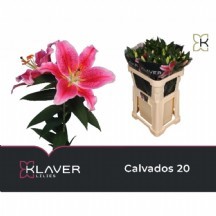 Lı Or Calvados KAZABİLANKA 1 DEMET 10 DAL!!!