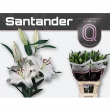 Lı Or Santander 1 demet 10 dal!!! KAZABİLANKA