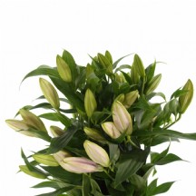 Li Or Sorbonne 70 cm - 1 Demet 10 dal