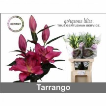 Lı Or Tarrango 85 cm 1 demet 10dal!!!
