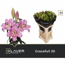 Lı Ot Gracefull 1 DEMET 10 DAL!!!