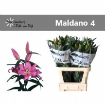 Li Ot Maldano 100 cm - 1 Demet 10 Dal!