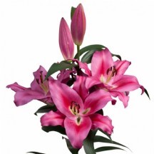 Li Ot Maldano 90 cm - 1 Demet 10 Dal!