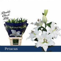 Lı Ot Petacas  90 cm 1 demet 10 dal!!!
