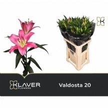 Li Ot Valdosta 80 cm - 1 Demet 10 DAL! 