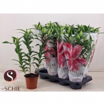 Lıl Or Oxygen kazabilanka saksı 13 lük saksı