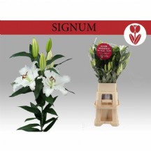 Lilium Or Signum 90 cm - 1 Demet 10 DAL!