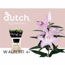 Lilium Or Willeke Albert 80 cm - 1 Demet 10 Dal!