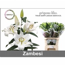 Lilium Ot Zambesi 95 cm - 1 Demet 10 Dal!